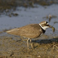femmina in abito riproduttivo, Vallesina (VE), 18.04.2011