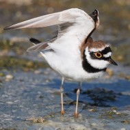 maschio in abito riproduttivo, aprile