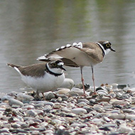 adulti in parata, Venezia, 30.04.2009
