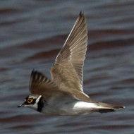 maschio in volo, aprile