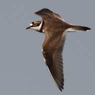 maschio in volo, Vallesina (VE), 17.06.2009