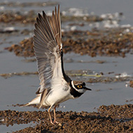 maschio in abito riproduttivo, Isola della Scala (VR), 30.04.2017