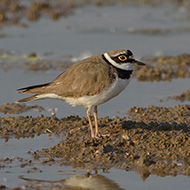 maschio in abito riproduttivo, Isola della Scala (VR), 30.04.2017