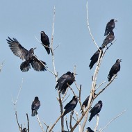 <i>roost</i> di adulti e giovani, agosto