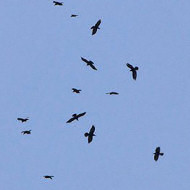 adulti e giovani, agosto