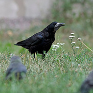adulto (con taccole), giugno