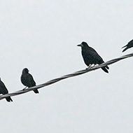 adulto con taccole, Verona, 4.03.2018