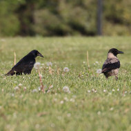 2cy con cornacchia grigia, Mestre (VE), 18.04.2019