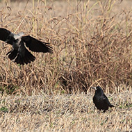 adulto con cornacchia grigia, Isola della Scala (VR), 18.11.2017