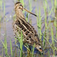 Isola della Scala (VR), 28.05.2011
