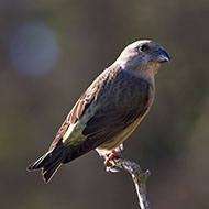 femmina 1� inverno(?), Valfredda - Monte Baldo (VR), 26.10.2014 