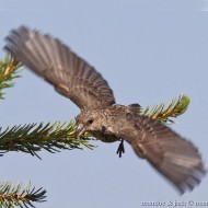 giovane, Valfredda - Monte Baldo (VR), 19.08.2012