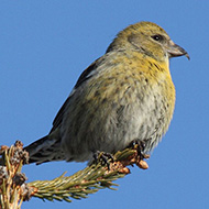 femmina, gennaio - <a href=https://commons.wikimedia.org/wiki/File:White-winged_Crossbill_-_female.jpg target=CC><font color=white>[photo credits]</font></a>