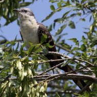 adulto, Bonifica di Loncon (VE), 19.05.2012