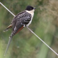 giovane, Cortellazzo (VE), 22.06.2010