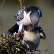 coppia in copula, aprile