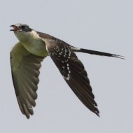 adulto, Bonifica di Loncon (VE), 19.05.2012