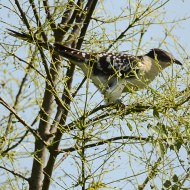 2cy, Valle Vecchia (VE), 5.05.2011