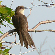 adulto, luglio - <a href=https://www.flickr.com/photos/jalebobo/55007959/ target=CC><font color=white>[photo credits]</font></a>