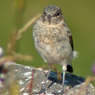 giovane, San Giorgio - Lessinia (VR), 28.06.2002