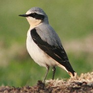 maschio in abito riproduttivo, Mestre (VE)