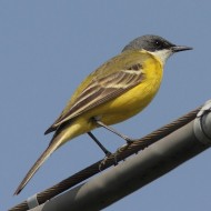 maschio ssp. <i>cinereocapilla</i>, Ca' Bizzassa (VE), 1.05.2012