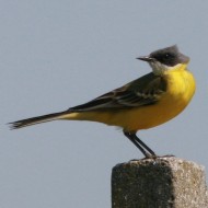 maschio ssp. <i>cinereocapilla</i>, Vallesina (VE), 2007