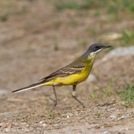 maschio ssp. <i>cinereocapilla</i>, Nogara (VR), 15.06.2013