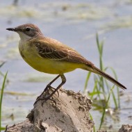 femmina ssp. <i>cinereocapilla</i>, Grezzano (VR), 15.06.2013
