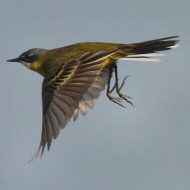 maschio ssp. <i>cinereocapilla</i>, Valle Liona (VE), 28.04.2009