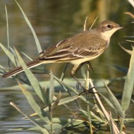 giovane, Vallesina (VE), 25.08.2012