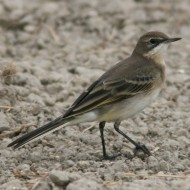 giovane, Vallesina (VE), 7.08.2007