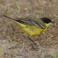 maschio ssp. <i>feldegg</i>, aprile