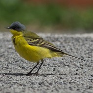 maschio ssp. <i>thurnbergi</i>, aprile