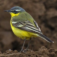 maschio ssp. <i>flava</i>, Sorg� (VR), 22.03.2015