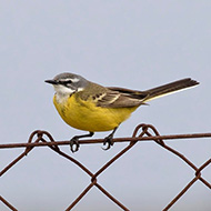 maschio ssp. <i>iberiae</i>, aprile