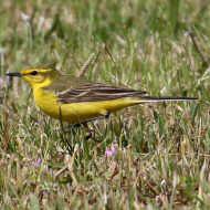 adulto ssp. <i>flavissima</i>, aprile