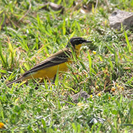 maschio morfismo <i>superciliaris</i>, aprile