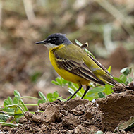 maschio ssp. <i>cinereocapilla</i>, aprile