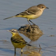 giovane e femmina(? - in primo piano), Vallesina (VE), 23.09.2007
