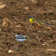 maschio ssp. <i>flava</i> con ballerina bianca, Sorg� (VR), 22.03.2015