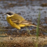 maschio ssp. <i>cinereocapilla</i> con piro piro boschereccio, Vallesina (VE), 18.04.2011
