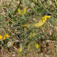 maschio ssp. <i>thurnbergi</i>, aprile