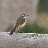 femmina(?) ssp. <i>iberiae</i>, aprile
