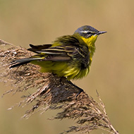 maschio ssp. <i>flava</i>, maggio