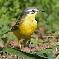 maschio ssp. <i>beema</i>, aprile