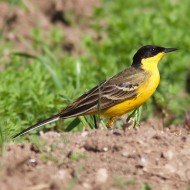 maschio ssp. <i>feldegg</i>, aprile