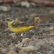 individuo con anomalia di piumaggio?, Ca' Noghera (VE), 18.09.2009
