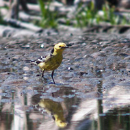 maschio in abito riproduttivo, Nogara (VR), 28.04.2012