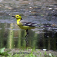 maschio in abito riproduttivo, Nogara (VR), 28.04.2012